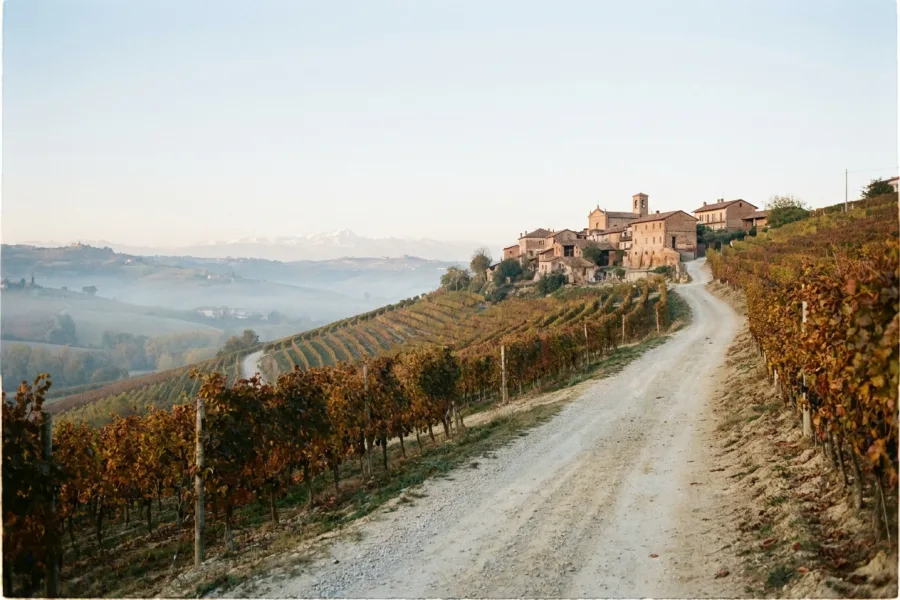 Una strada bianca che sale fra i filari, sulle colline del Barolo